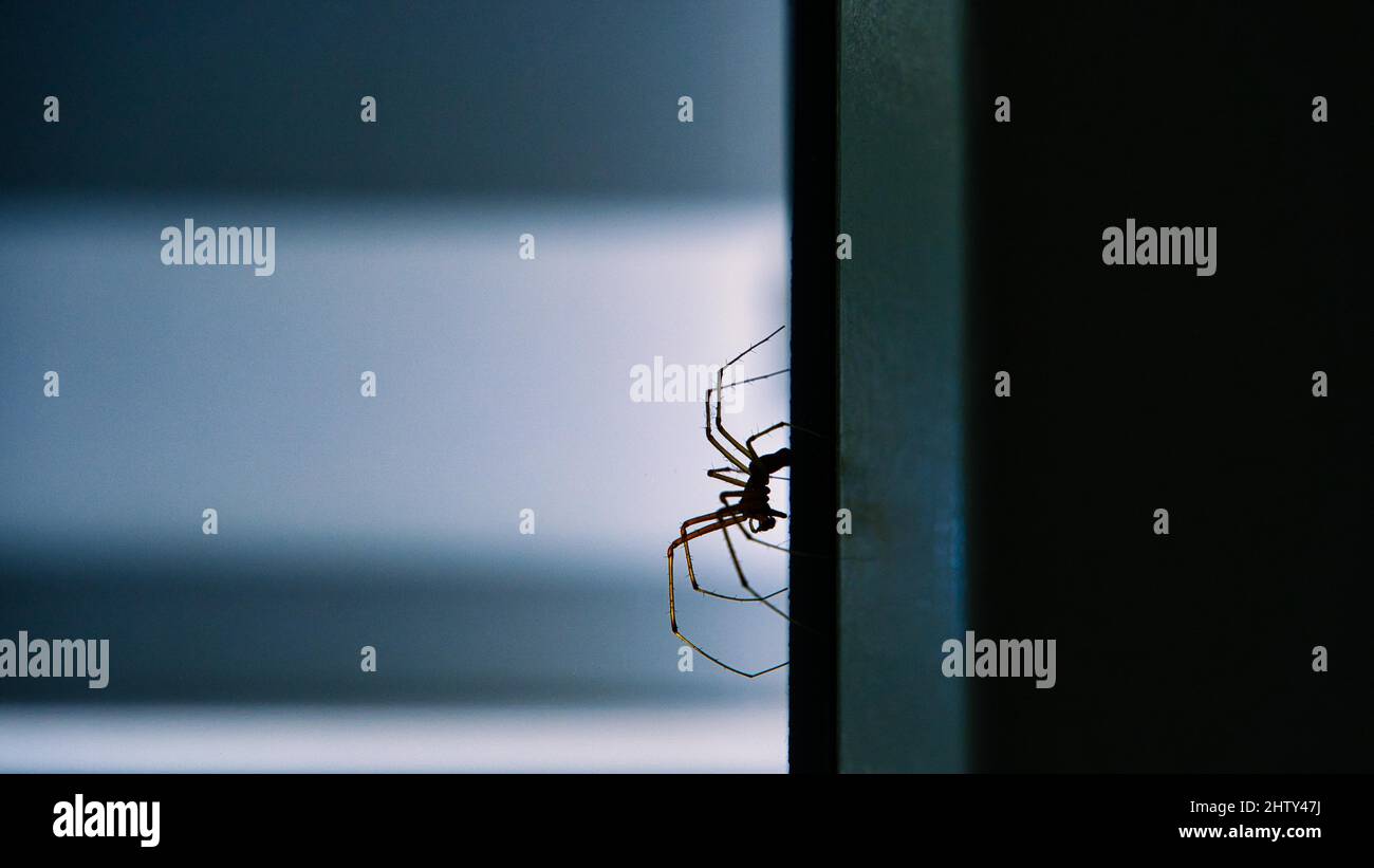 Tristesse, macro, créepy arachnide (Arachnida), dans le contre-jour de la fenêtre, Wolfhausen, Suisse Banque D'Images