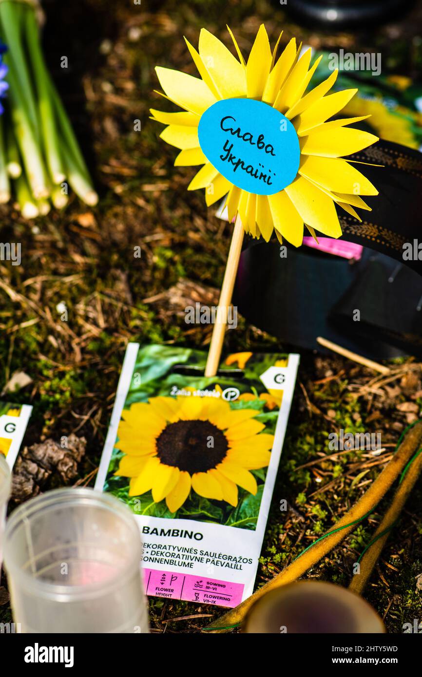 Vilnius, Lituanie - 2 mars 2022 : graines de tournesol lors d'une manifestation pacifique contre la guerre, Poutine et la Russie soutiennent l'Ukraine Banque D'Images