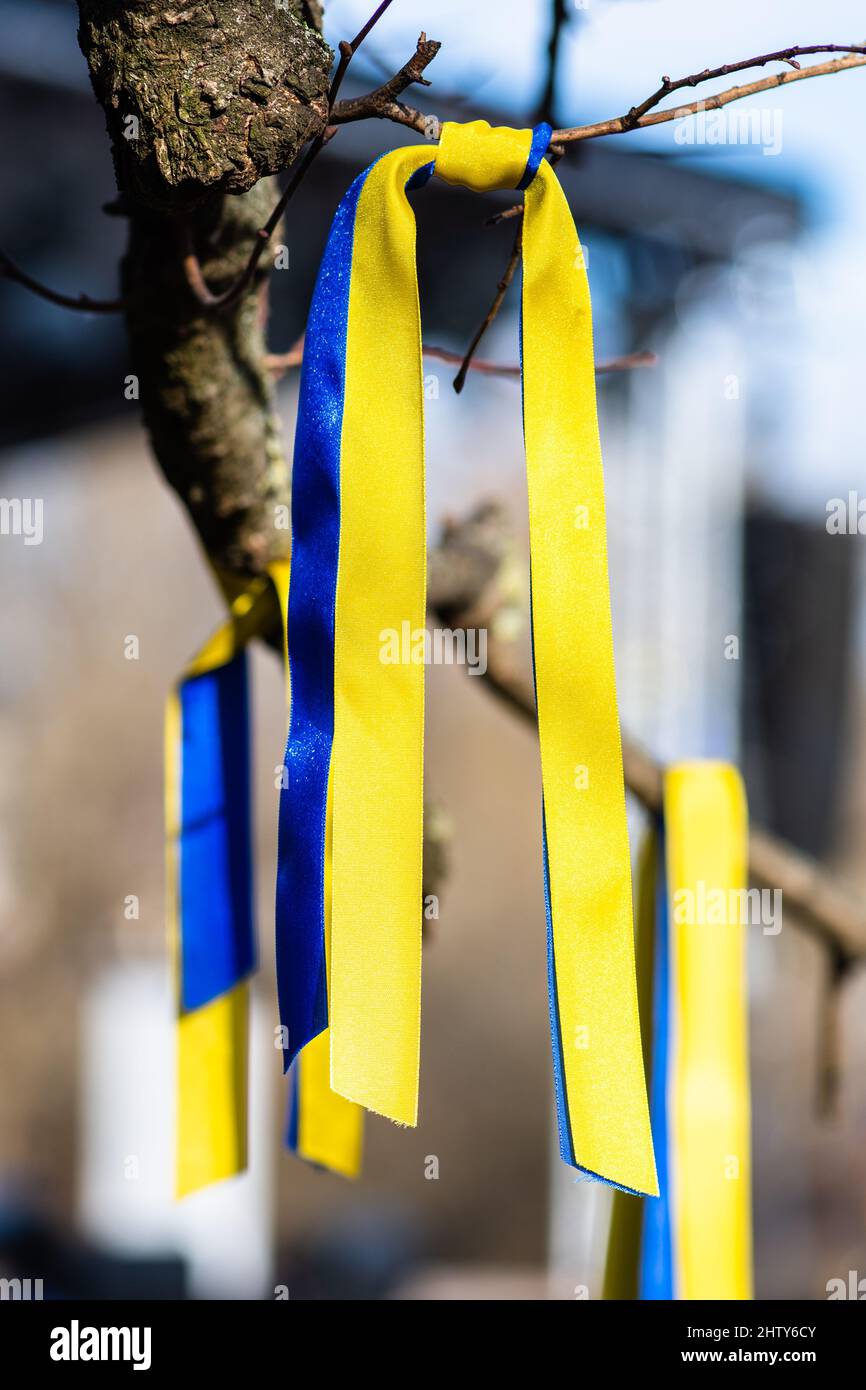 Rubans sur une branche d'un arbre aux couleurs de l'Ukraine lors d'une manifestation pacifique contre la guerre, Poutine et la Russie, verticale Banque D'Images