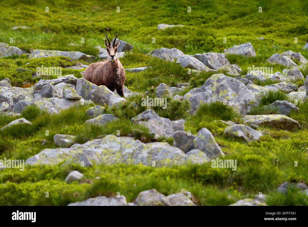 Chamois, Rupicapra rupicapra tatranica, sur la colline rocheuse, pierre en arrière-plan, Vysoke Tatry NP, Slovaquie. Scène de la faune avec l'animal de corne, endémique ra Banque D'Images