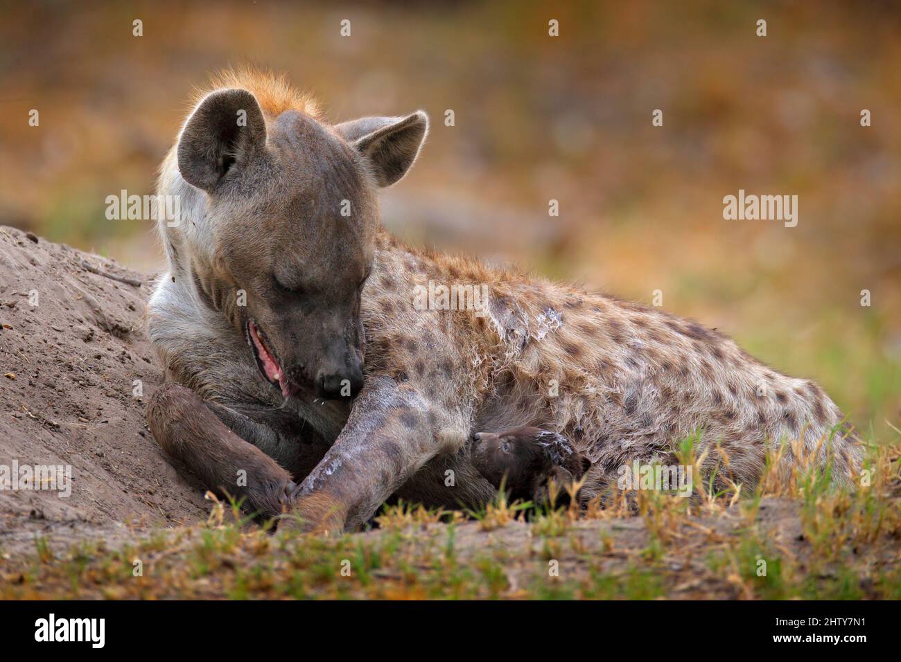 Jeune hyène pup, soins aux mères. Famille Hyena, portrait détaillé. Bouée d'hyène tachetée, crocuta crocuta, animal en colère près du trou d'eau, coucher du soleil en soirée et Banque D'Images