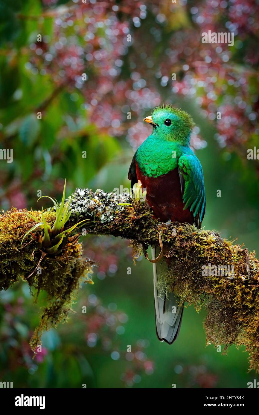 Quetzal, Pharomachrus mocinno, de la nature Costa Rica avec forêt verte — free download