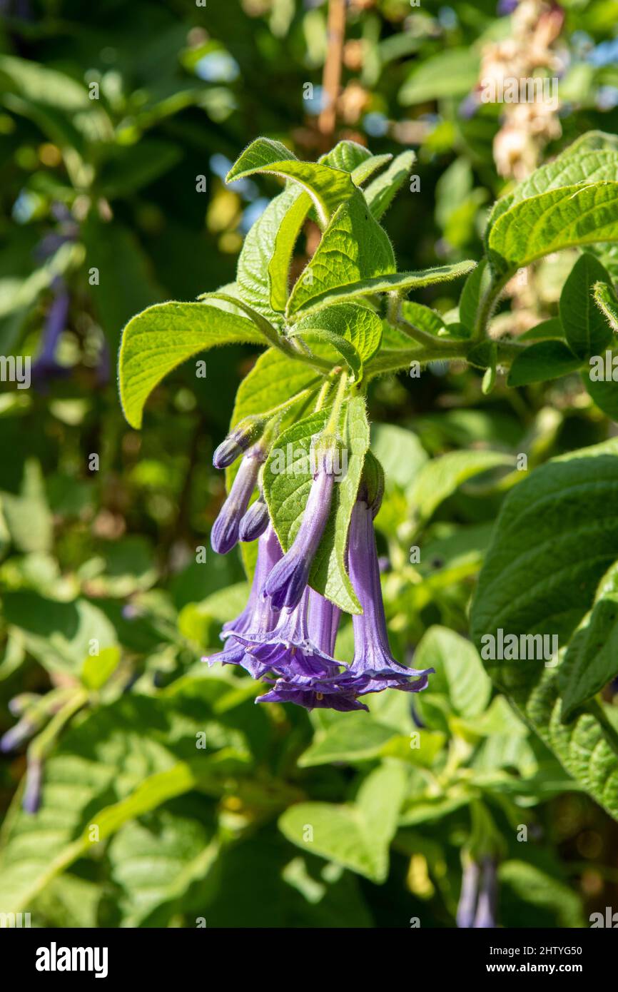 Iochroma cyanoa, Fleur trompette bleue Banque D'Images