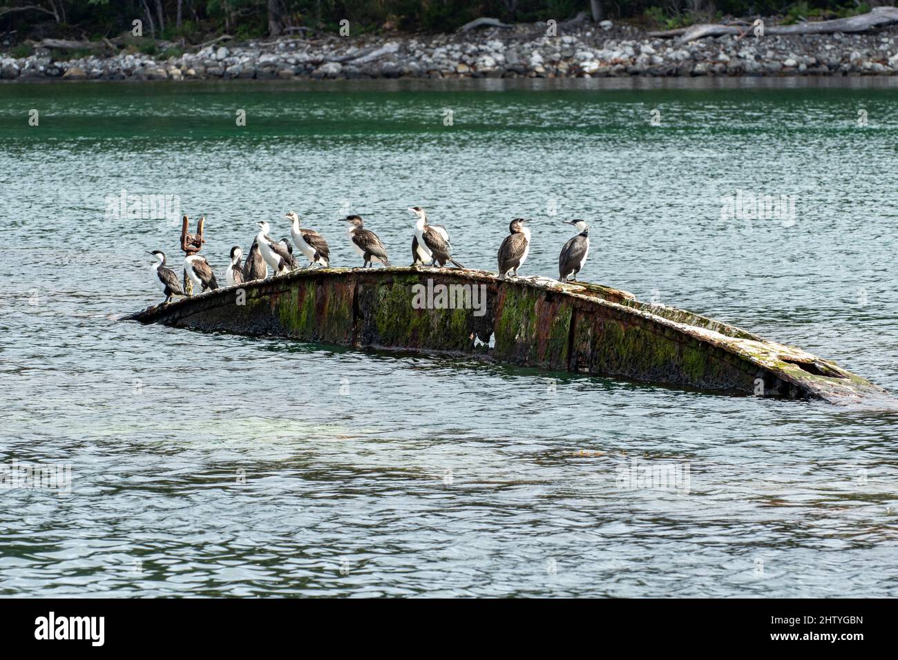 Cormorans sur une épave à Canoe Bay, Tasman Peninsula, Tasmanie, Australie Banque D'Images