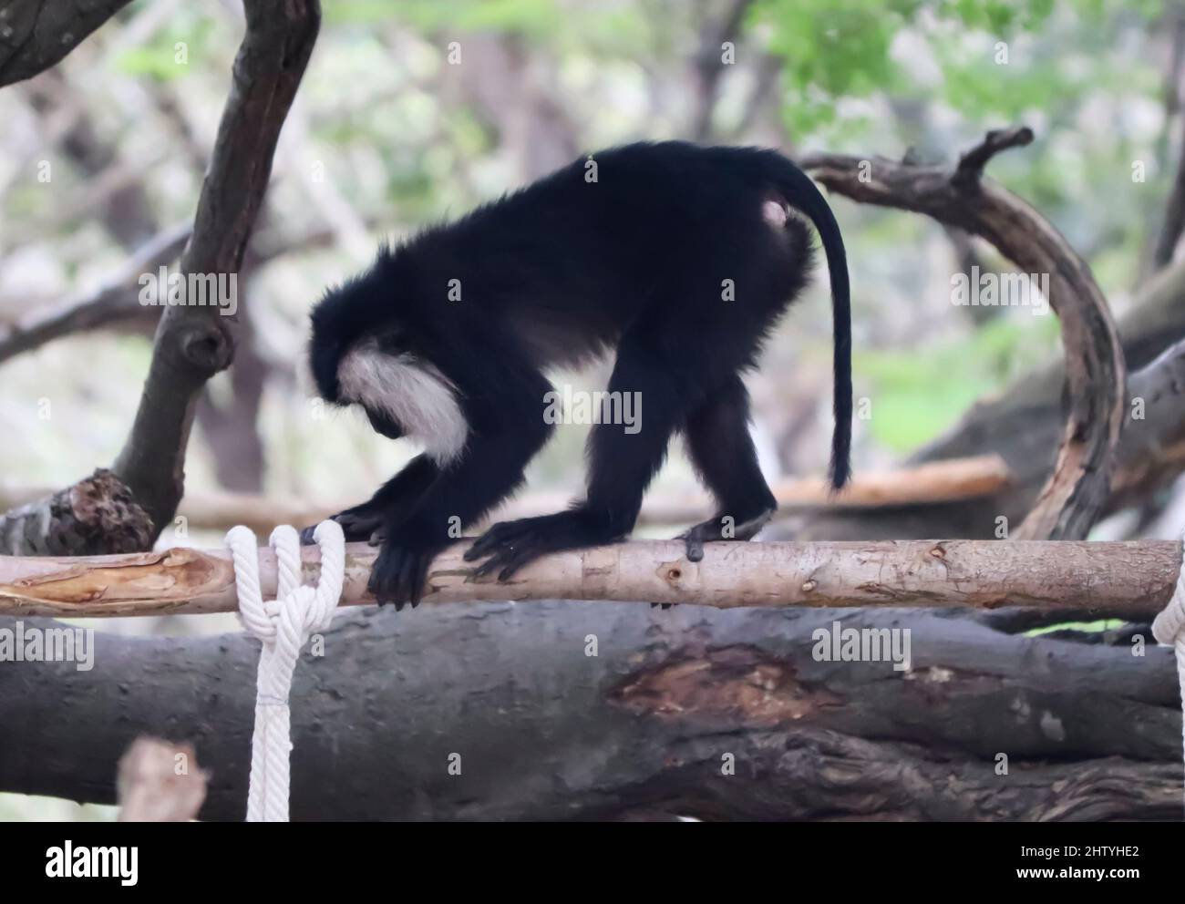 macaque à queue de lion assis dans l'arbre. singe noir. avec arrière-plan flou Banque D'Images