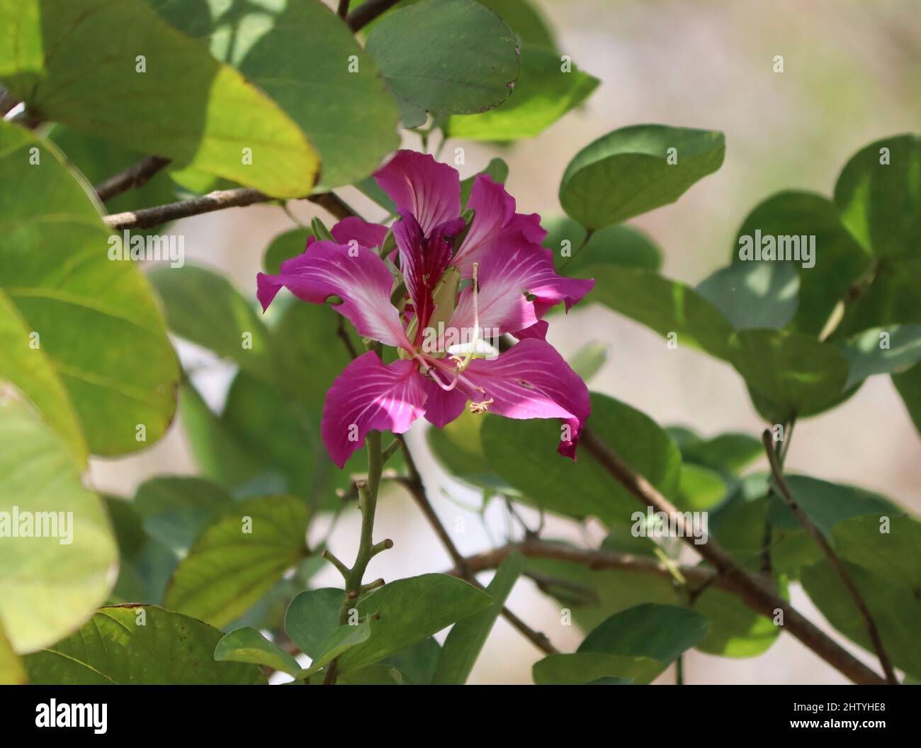 Image de fleur de Bauhinia. Image de pétale, pollinisation rose fleur de couleur il est beau naturel. Avec arrière-plan flou Banque D'Images