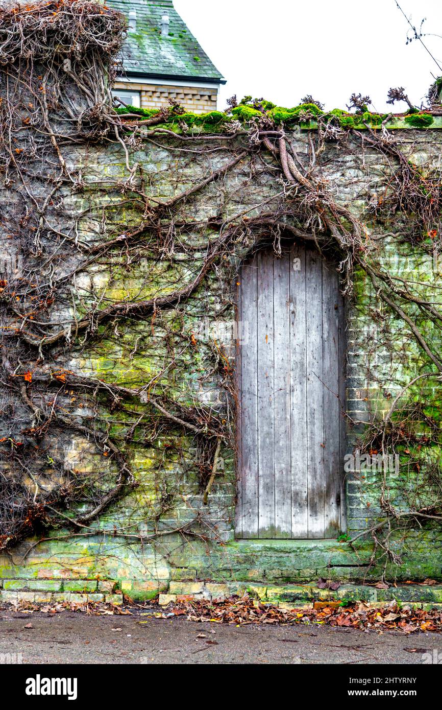 Porte de jardin en bois et mur de briques surcultivés avec des racines et de la mousse (Ashwell Village Hall, Ashewll, Angleterre, Royaume-Uni) Banque D'Images