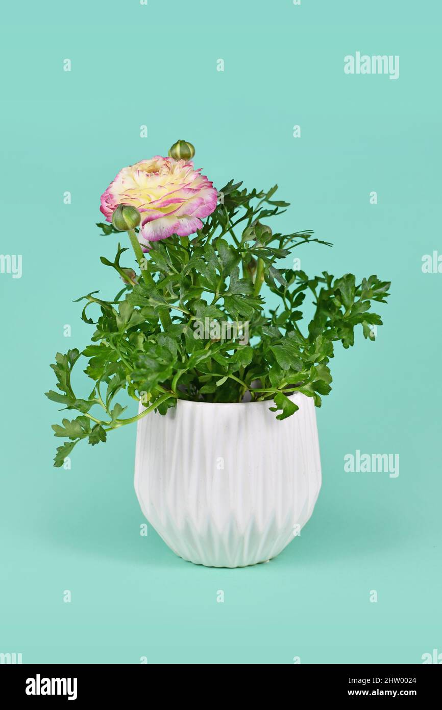 Plante rose 'Ranunculus Asiaticus' avec fleur en fleurs dans pot blanc sur fond vert Banque D'Images