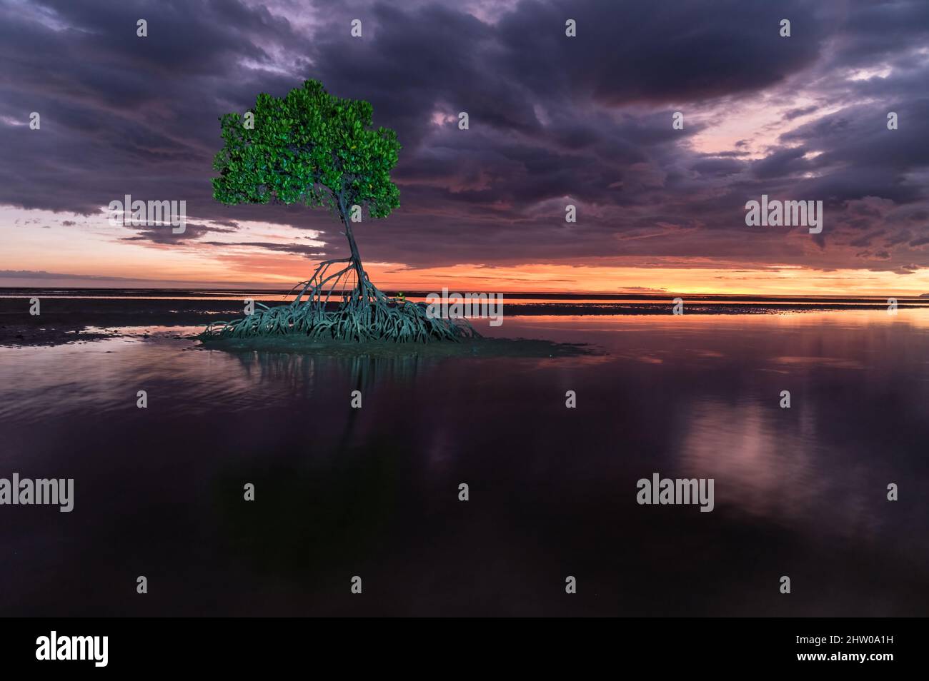 Photographie trouble, avant le lever du soleil, d'un mangrove rouge unique sur les vasières à Yule point, dans l'extrême nord du Queensland, en Australie. Banque D'Images