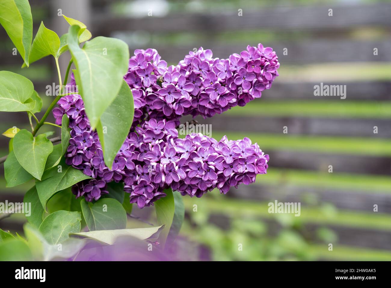 Les fleurs de lilas violets se branchient sur un fond vert, sur un fond de source naturel, sur un foyer sélectif doux Banque D'Images