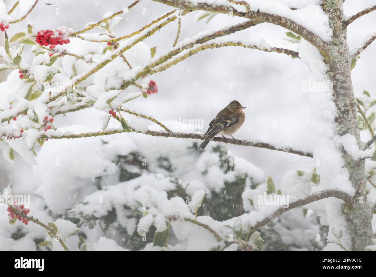 Un chaffinch féminin (Fringilla Coelebs) qui se trouve dans un Holly Bush (Ilex aquafolium) pendant une douche à la neige Banque D'Images