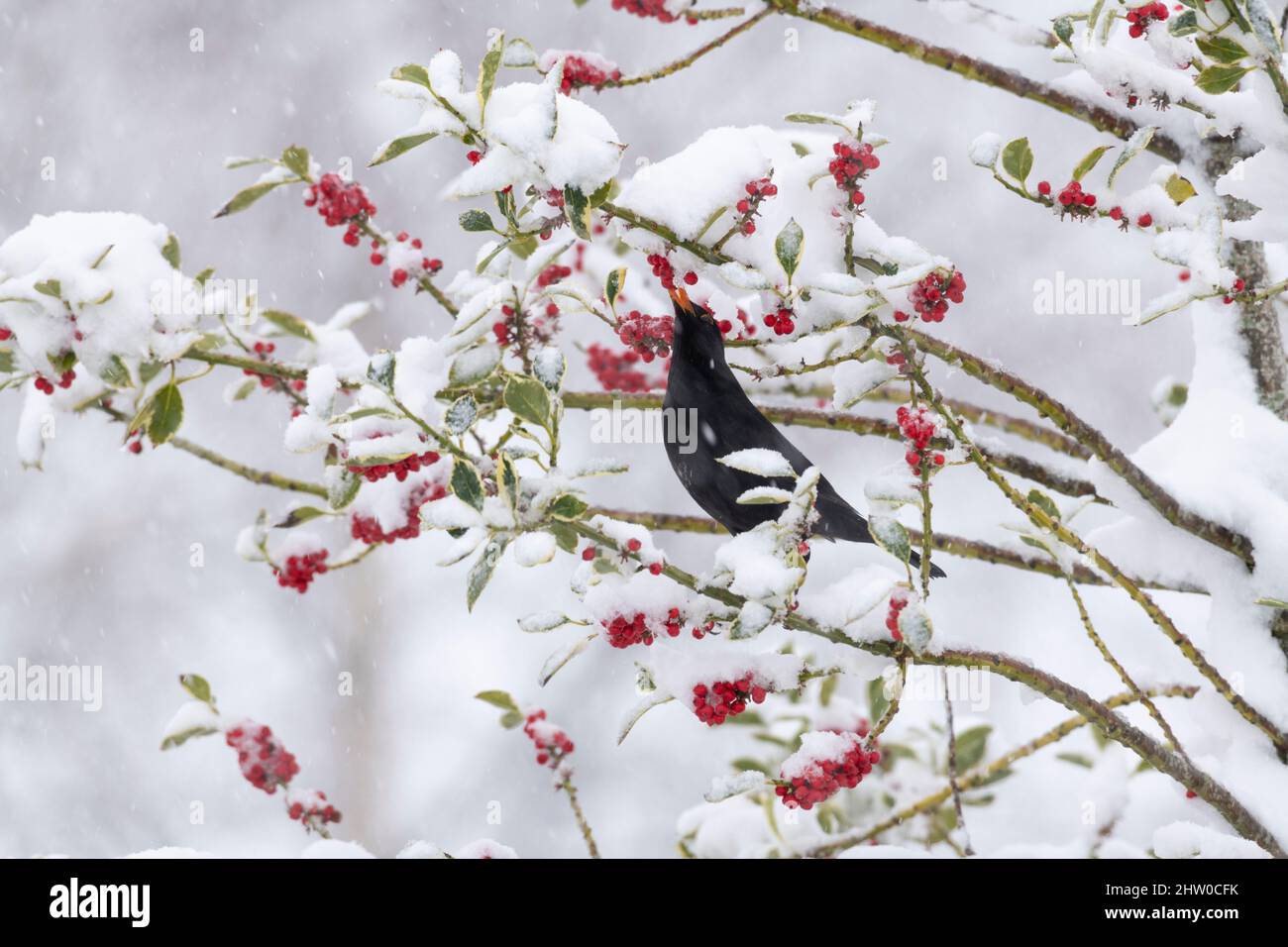 Un oiseau noir mâle (Turdus Merula) se nourrissant des baies d'un Holly Bush (Ilex aquifolium) en hiver Banque D'Images