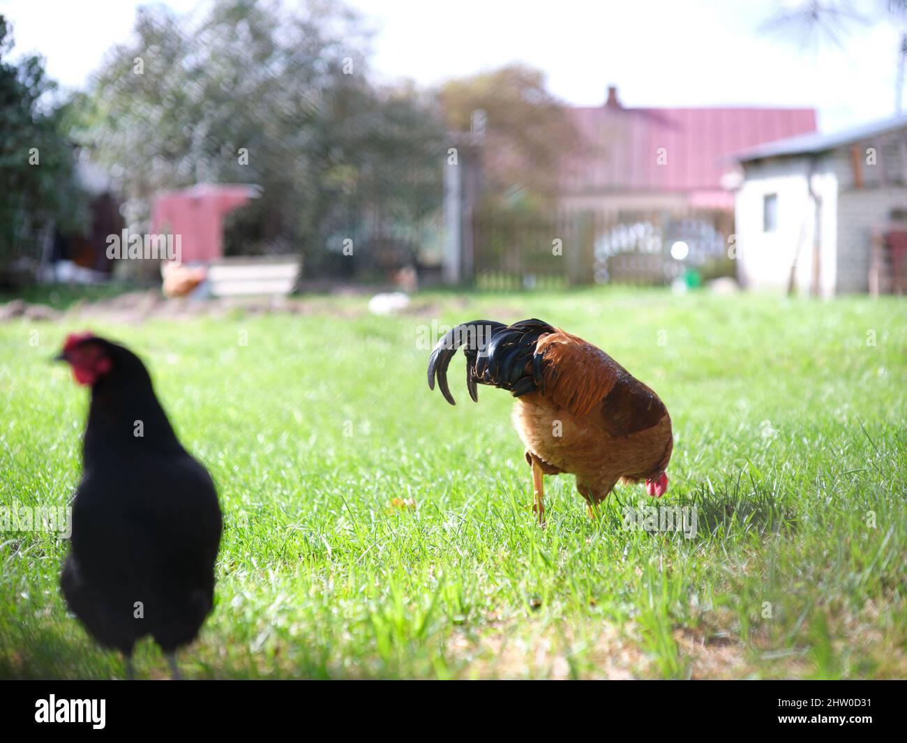 Rooster piquant le sol à côté d'une poule dans la cour d'une maison Banque D'Images
