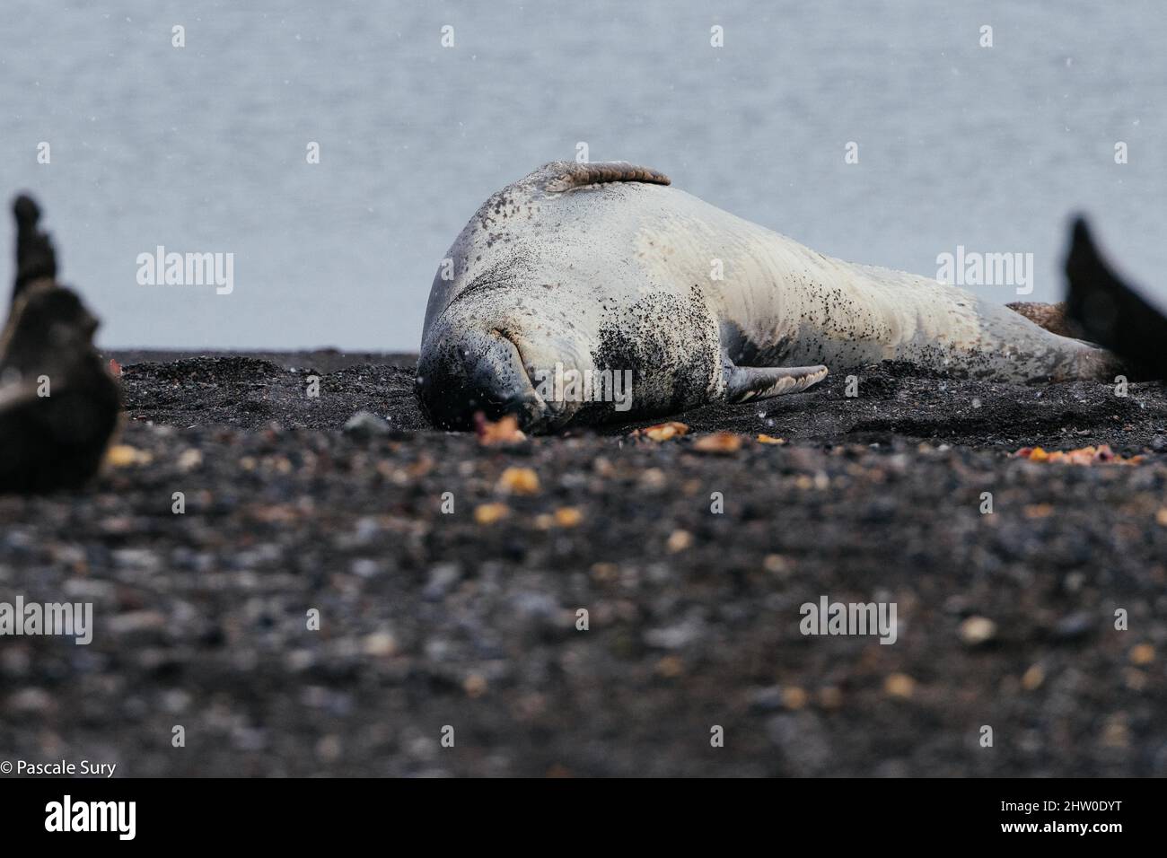 L’Antarctique Banque D'Images