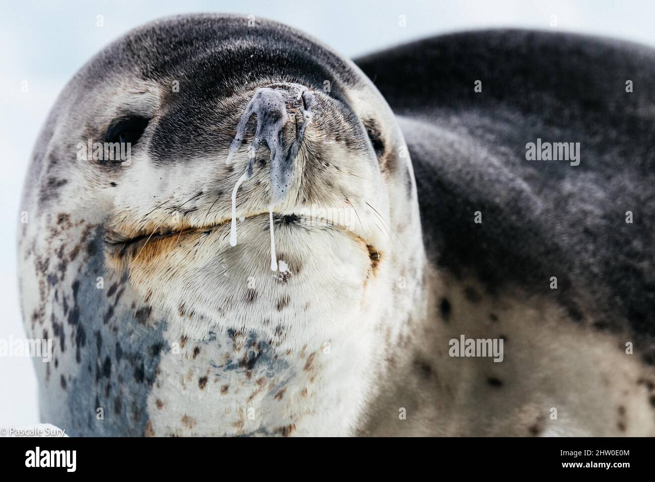 L’Antarctique Banque D'Images