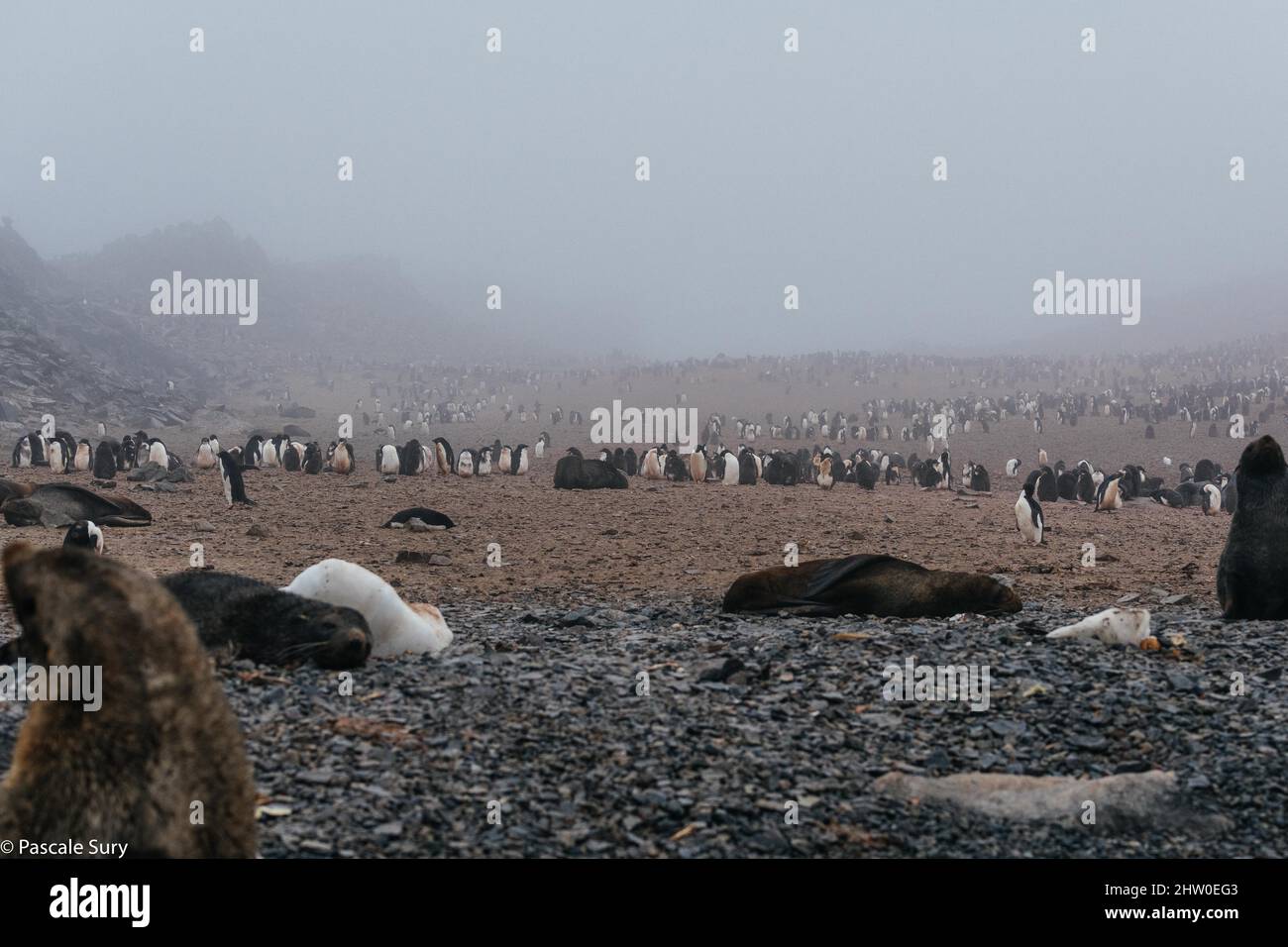 L’Antarctique Banque D'Images