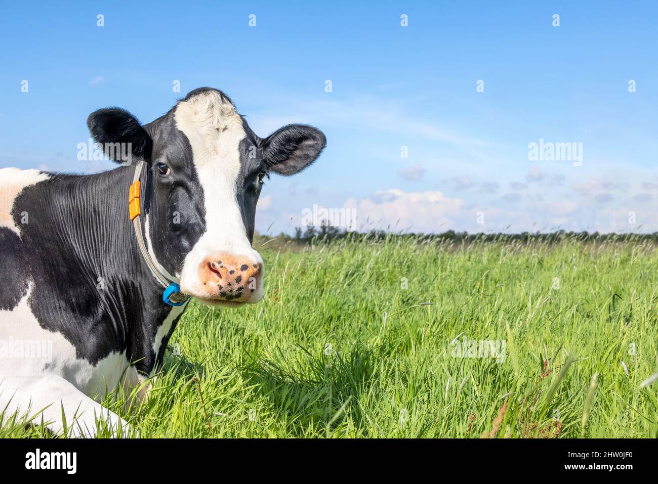 Vache, noir et blanc curieux regard doux, sur le côté gauche de la photo dans un champ vert, ciel bleu Banque D'Images