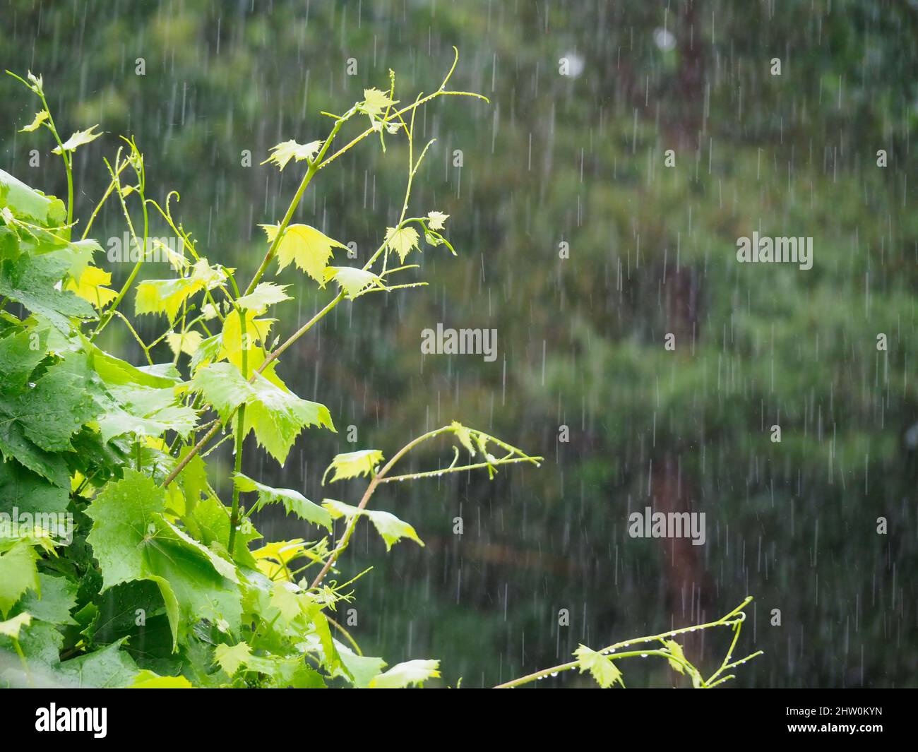 Feuilles de vigne dans une forte douche de pluie Banque D'Images