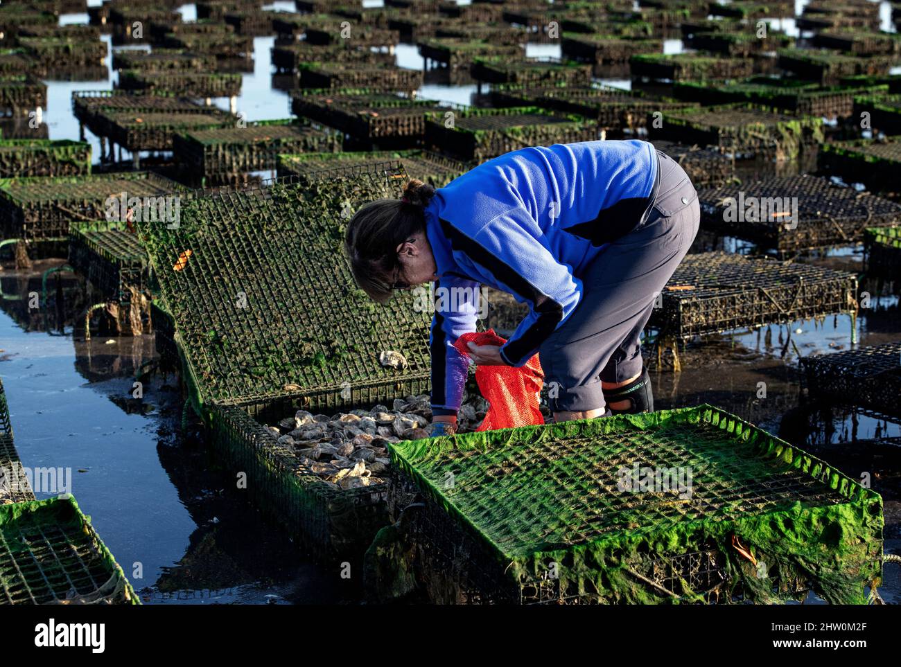 Femme récoltant des huîtres, Brewster Flats, Cape Cod, massachusetts, États-Unis. Banque D'Images