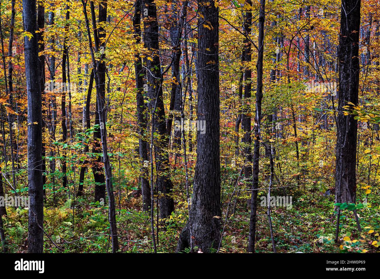 Détails de la forêt d'automne, Connecticut, États-Unis. Banque D'Images