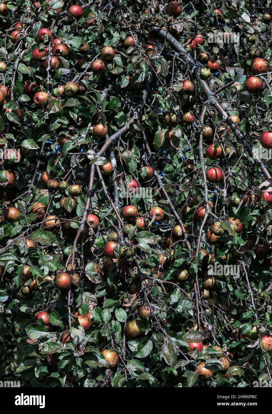 Verger de pommes prêt à la récolte, Stockbridge, Massachusetts, États-Unis. Banque D'Images