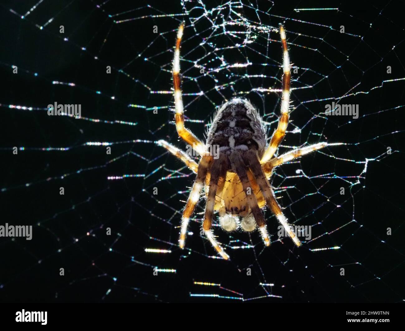 Une macro-image d'une araignée de jardin rétro-éclairée sur son web Banque D'Images