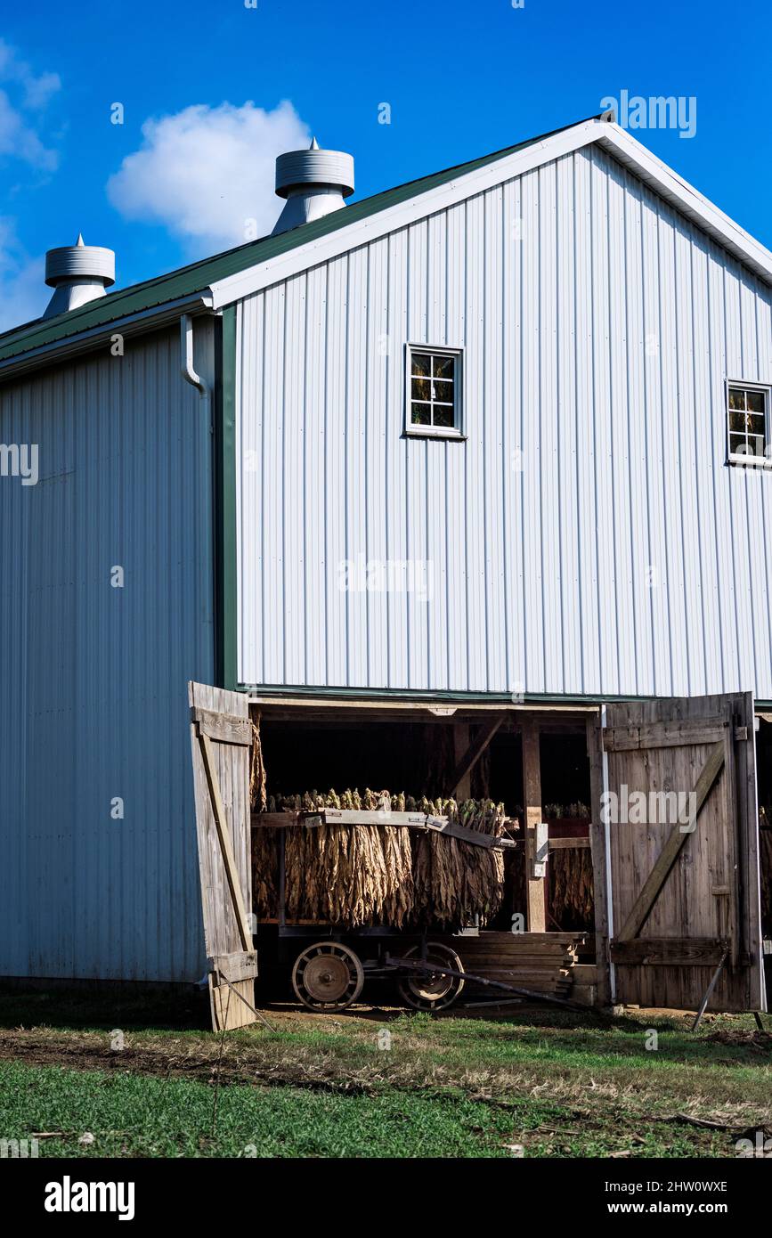 Feuilles de tabac séchant dans une grange amish, Ronks, comté de Lancaster, Pennsylvanie, États-Unis. Banque D'Images