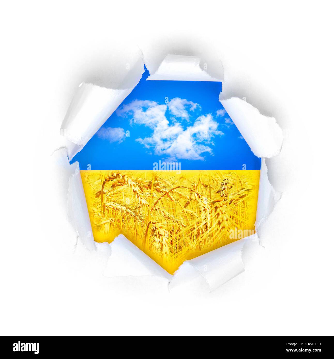 Vue du drapeau ukrainien à travers la grande percée dans l'étude avec les nuages blancs et le blé jaune. Isolé sur blanc. Banque D'Images