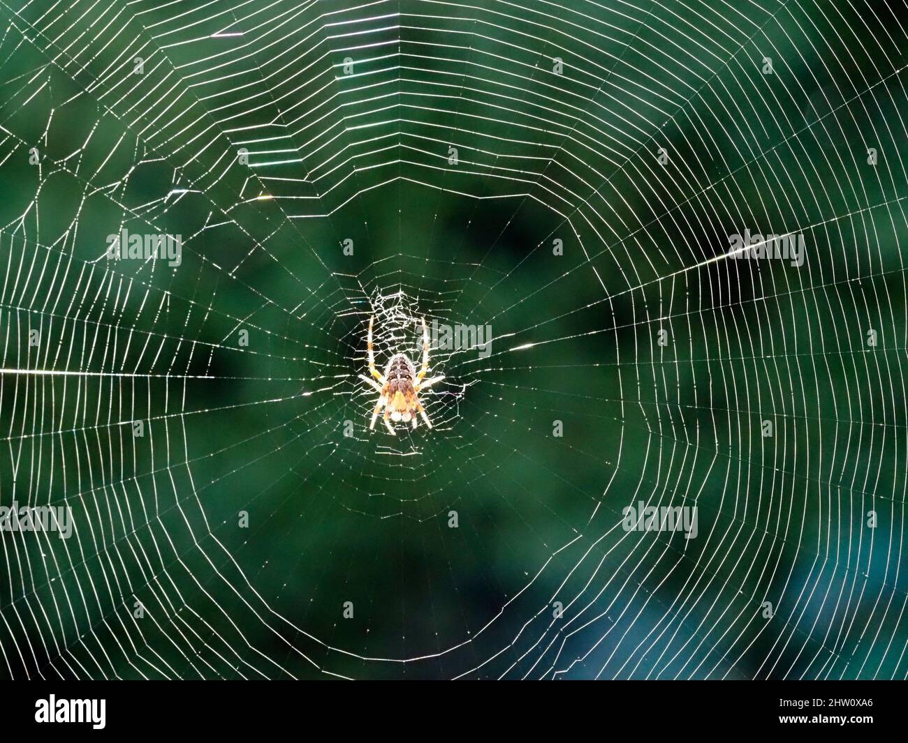 Une macro-image d'une araignée de jardin rétro-éclairée sur son web Banque D'Images
