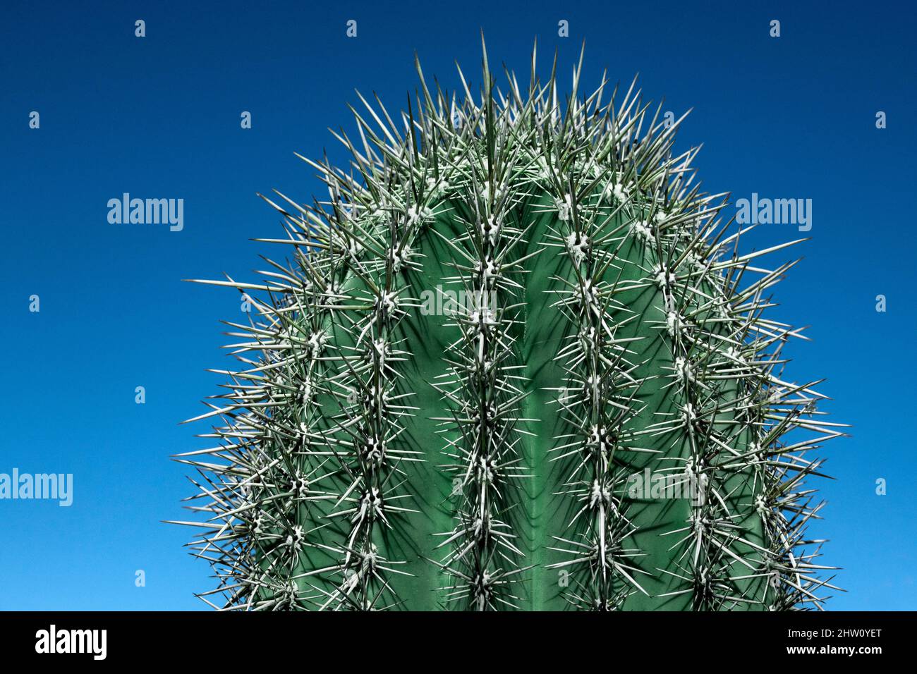 Saguaro Cactus detail, Arizona, États-Unis. Banque D'Images