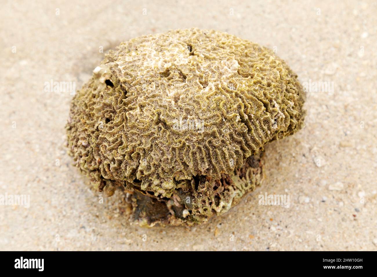 Cerveau rainuré corail sur la plage de Flic en Flac à Maurice. Le corail a été lavé sur le sable. Banque D'Images