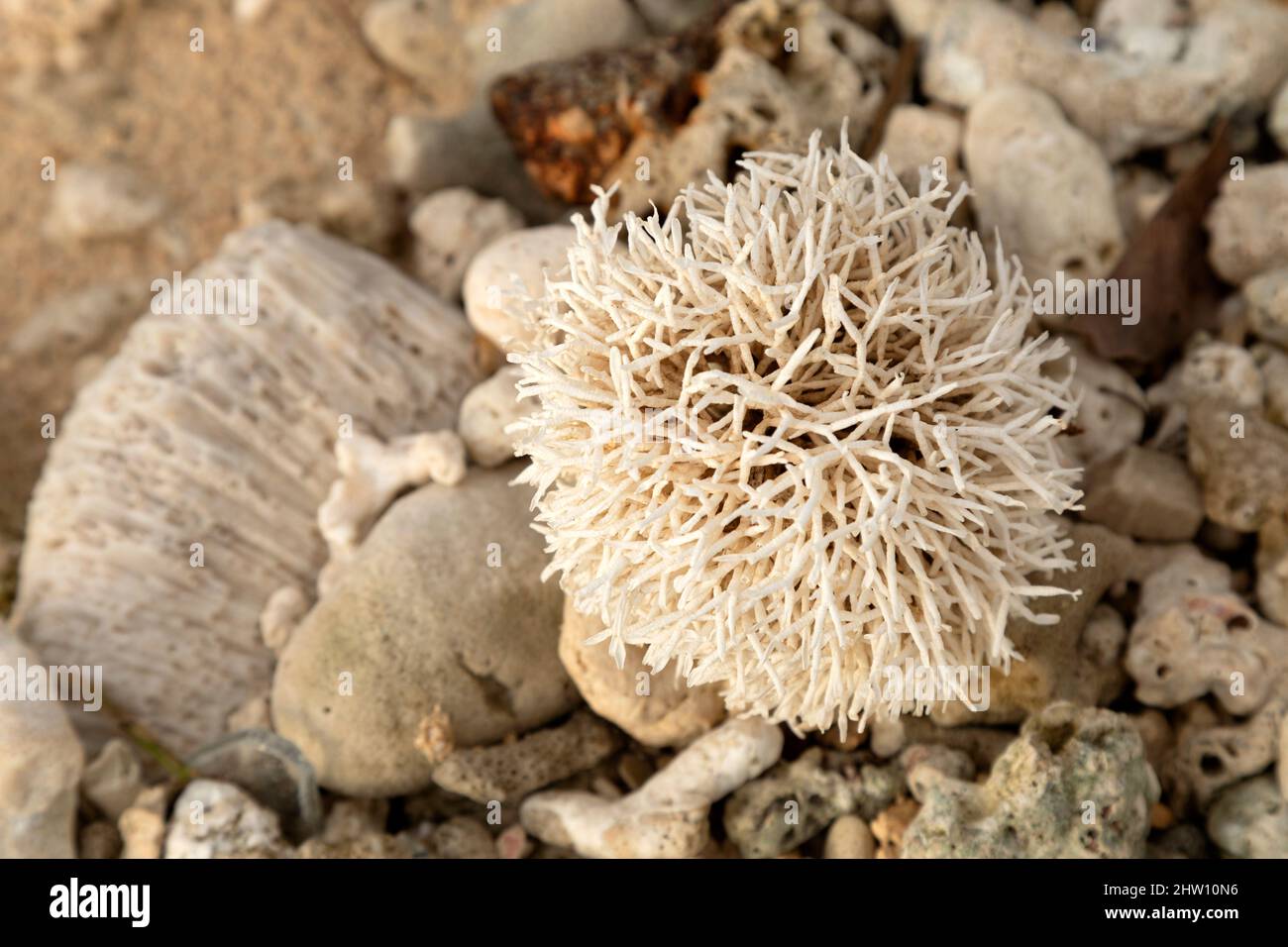 Corail mort sur la plage de Flic an Flac à Maurice. Le corail s'est lavé sur la rive depuis l'océan Indien. Banque D'Images