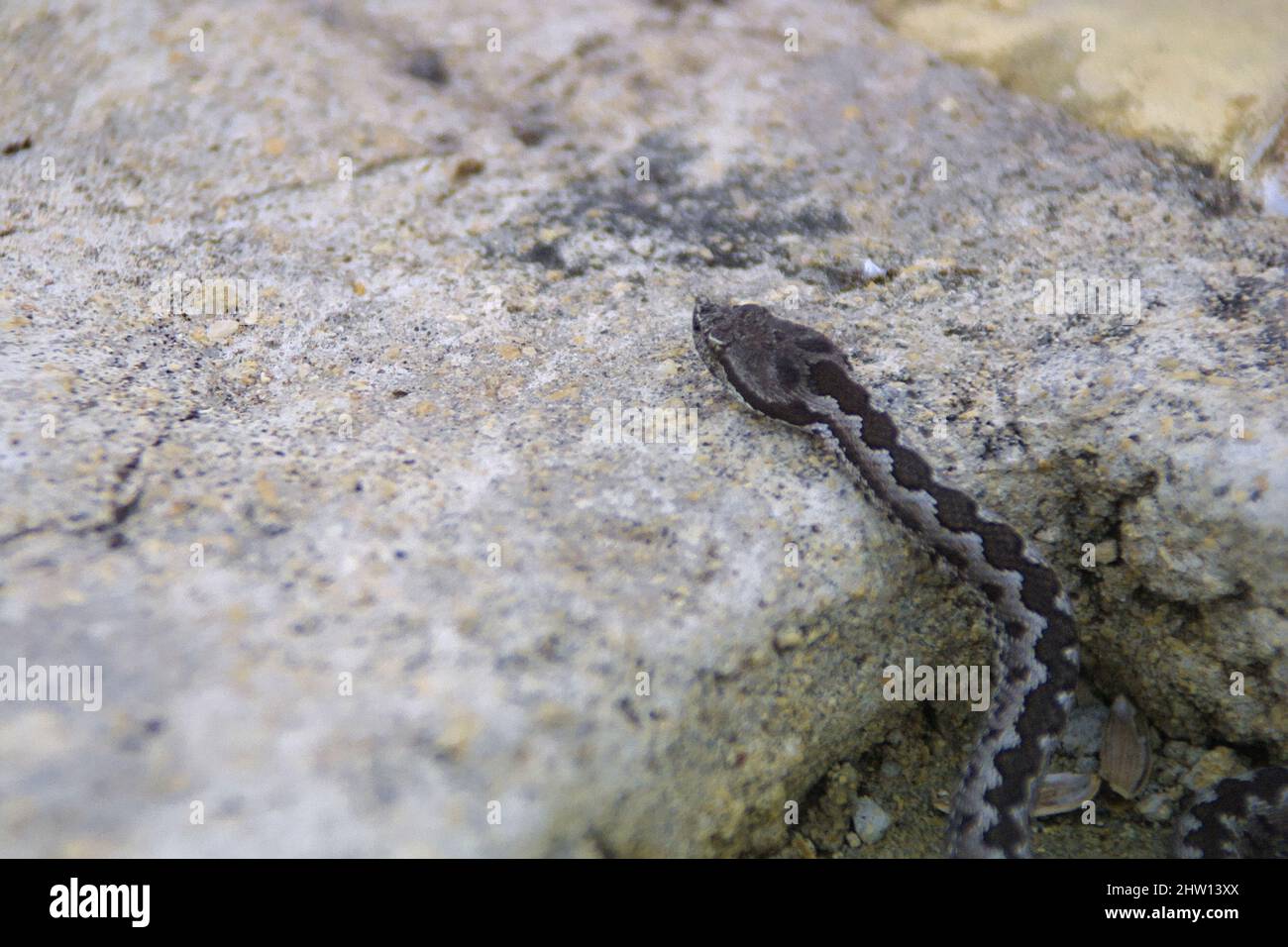 L'additionneur noir (vipera berus) rampe sur une pierre Banque D'Images