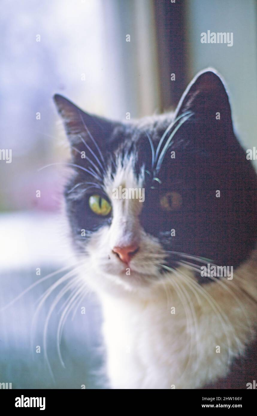 chat de shorthair domestique noir et blanc Banque D'Images