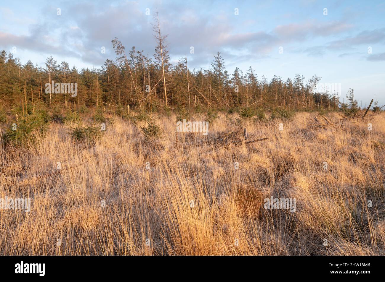 Forêts de conifères replantées et arbres soufflés par le vent. Dommages causés par Storm Eunice en janvier 2022. Forêt de Brechfa. Banque D'Images
