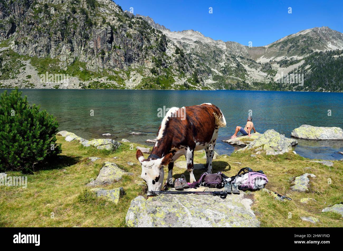 France, Hautes Pyrénées, Saint Lary Soulan et Vielle Aure, Réserve  naturelle nationale de la Neouvielle, randonnée dans les lacs de la  Neouvielle, vaches dans les pâturages de montagne au lac Aubert et
