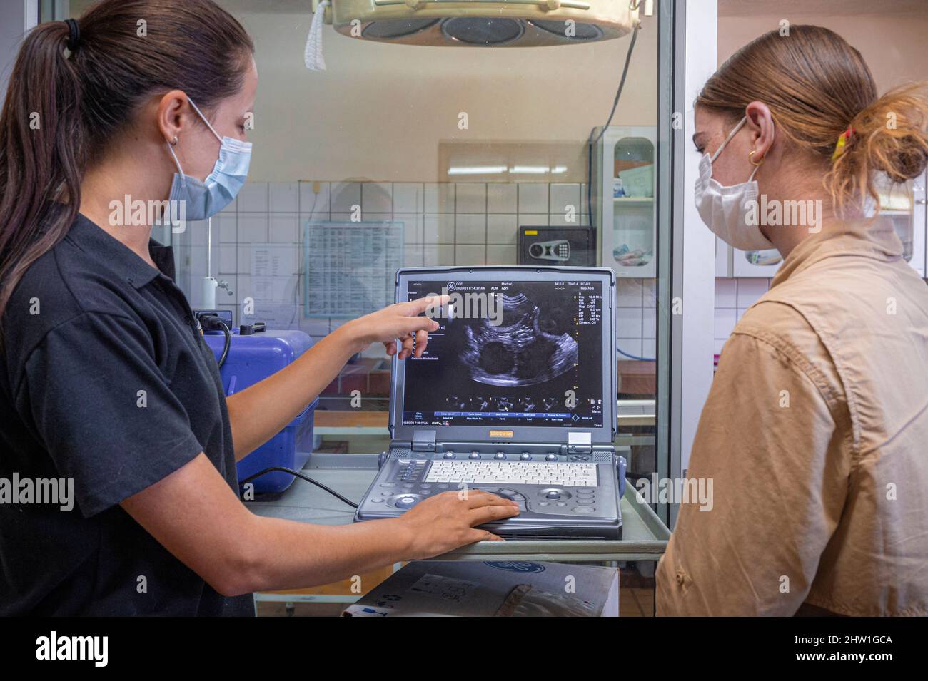 Namibie, région d'Otjozondjupa, Otjiwarongo, Cheetah conservation Fund (CCF), clinique vétérinaire, échographie d'un chien de berger anatolien ou Kangal (Anadolu ?oban k?pe&#x11f;i) Banque D'Images