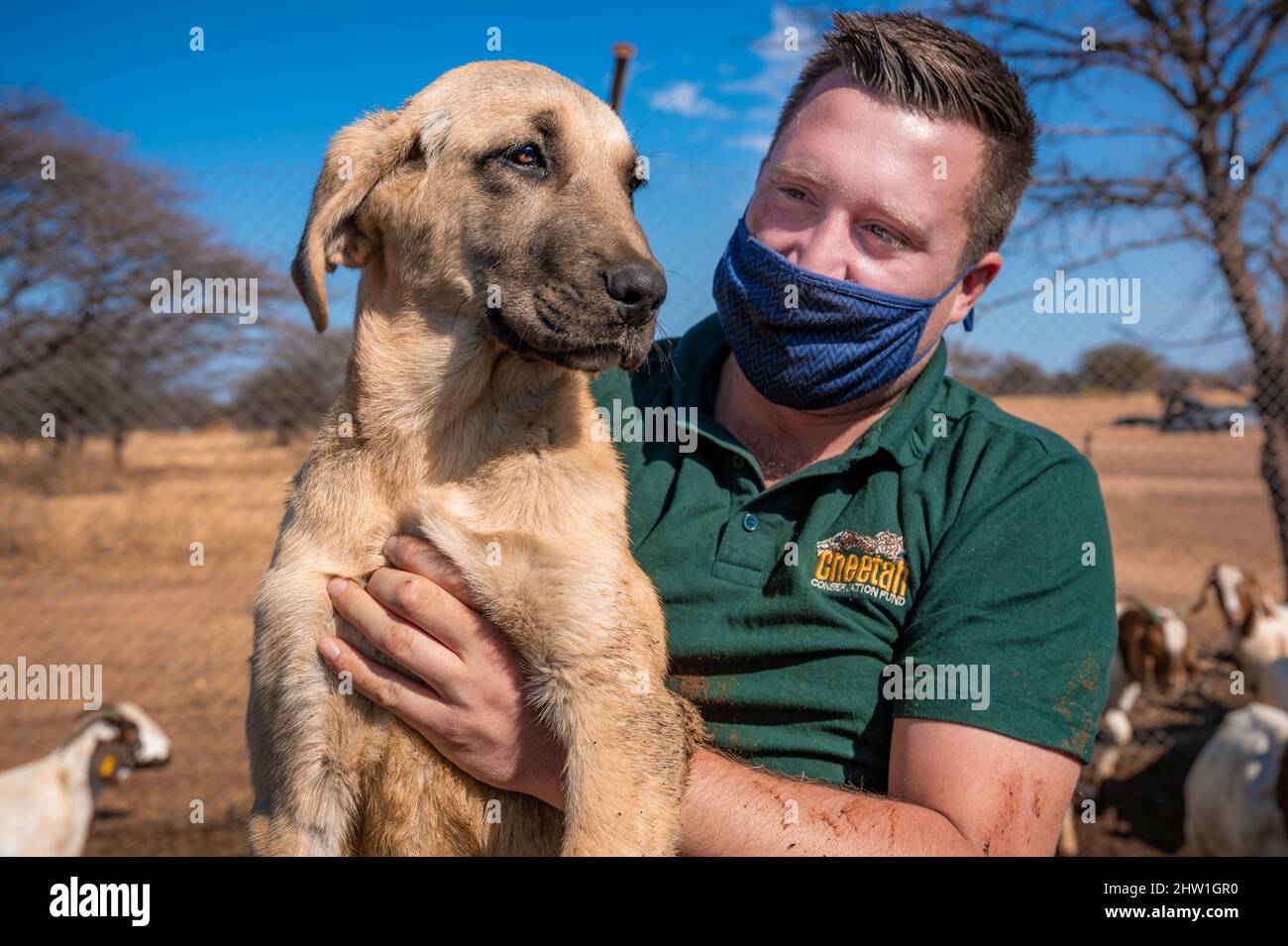 Namibie, région d'Otjozondjupa, Otjiwarongo, Cheetah conservation Fund (CCF), le programme de surveillance des chiens de bétail du CCF a été très efficace pour réduire les taux de prédation et donc aussi l'inclination des agriculteurs à piéger ou à tirer des cheetahs, chien de berger anatolien également connu sous le nom de Kangal garant un troupeau de chèvres alpines Banque D'Images