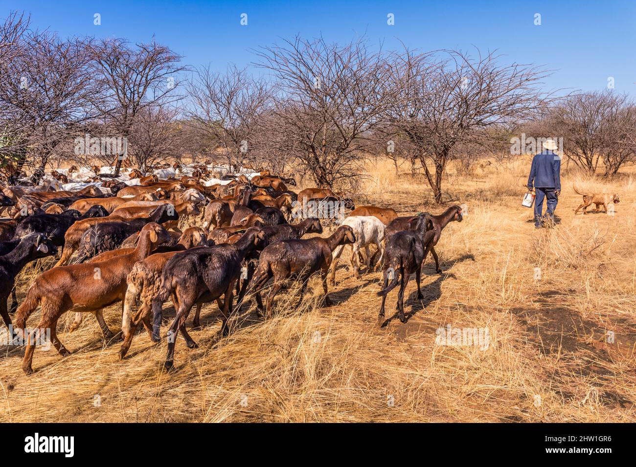 Namibie, région d'Otjozondjupa, Otjiwarongo, Cheetah conservation Fund (CCF), le programme de surveillance des chiens de bétail du CCF a été très efficace pour réduire les taux de prédation et donc aussi l'inclination des agriculteurs à piéger ou à tirer des cheetahs, chien de berger anatolien également connu sous le nom de Kangal garant un troupeau de chèvres alpines Banque D'Images
