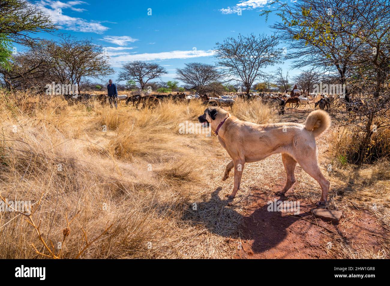Namibie, région d'Otjozondjupa, Otjiwarongo, Cheetah conservation Fund (CCF), le programme de surveillance des chiens de bétail du CCF a été très efficace pour réduire les taux de prédation et donc aussi l'inclination des agriculteurs à piéger ou à tirer des cheetahs, chien de berger anatolien également connu sous le nom de Kangal garant un troupeau de chèvres alpines Banque D'Images