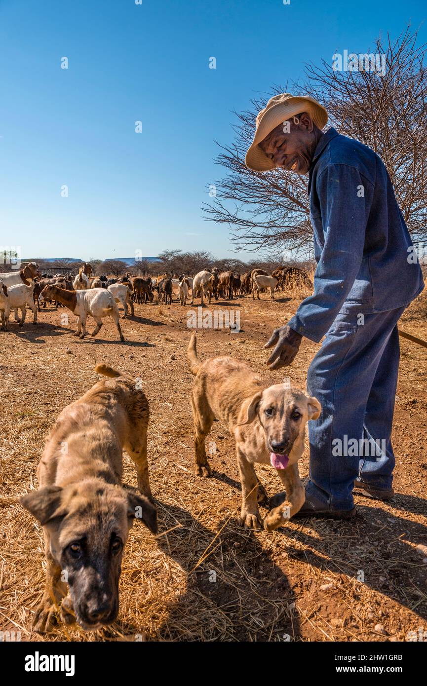 Namibie, région d'Otjozondjupa, Otjiwarongo, Cheetah conservation Fund (CCF), le programme de surveillance des chiens de bétail du CCF a été très efficace pour réduire les taux de prédation et donc aussi l'inclination des agriculteurs à piéger ou à tirer des cheetahs, chien de berger anatolien également connu sous le nom de Kangal garant un troupeau de chèvres alpines Banque D'Images