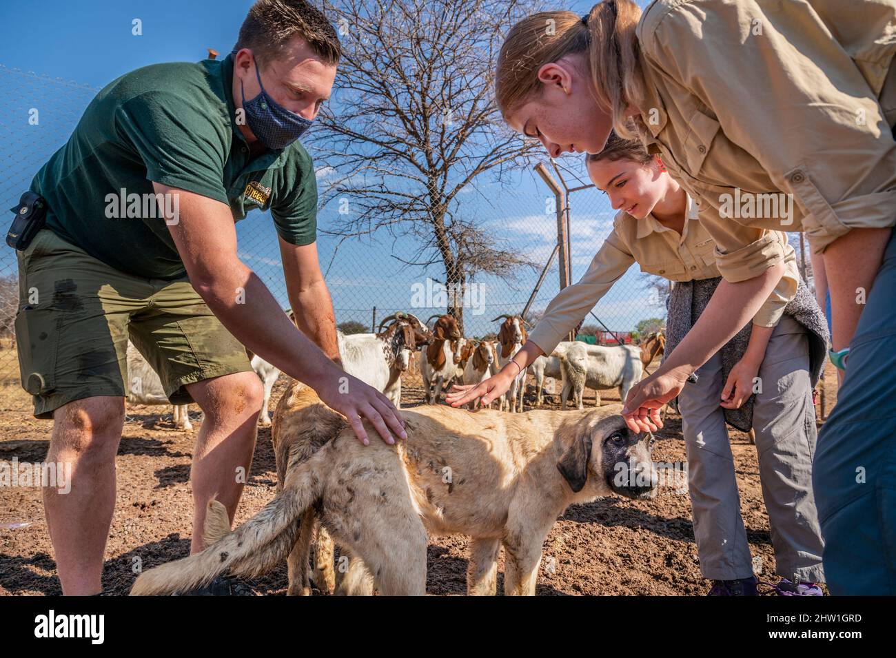 Namibie, région d'Otjozondjupa, Otjiwarongo, Cheetah conservation Fund (CCF), le programme de surveillance des chiens de bétail du CCF a été très efficace pour réduire les taux de prédation et donc aussi l'inclination des agriculteurs à piéger ou à tirer des cheetahs, chien de berger anatolien également connu sous le nom de Kangal garant un troupeau de chèvres alpines Banque D'Images