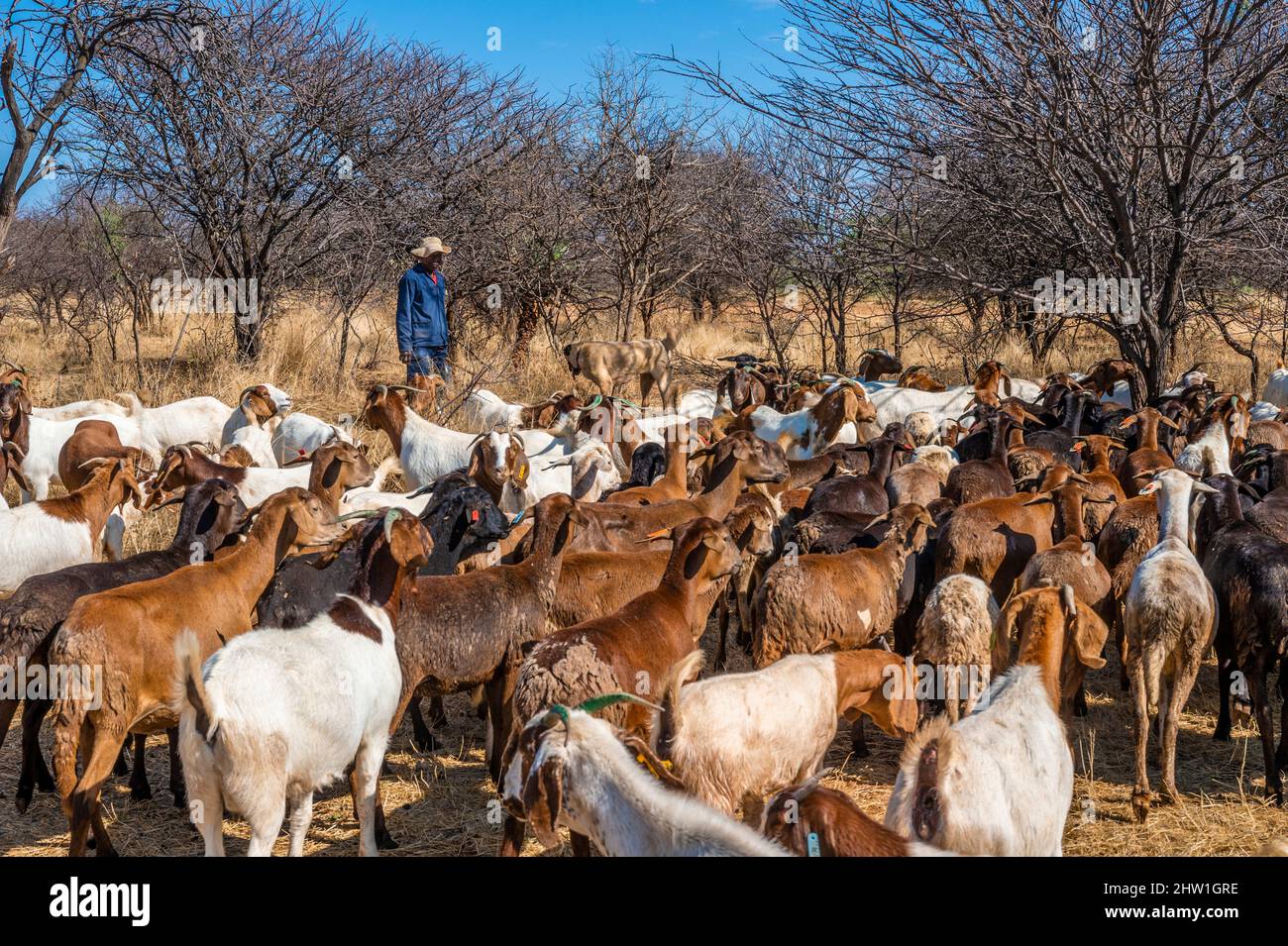 Namibie, région d'Otjozondjupa, Otjiwarongo, Cheetah conservation Fund (CCF), le programme de surveillance des chiens de bétail du CCF a été très efficace pour réduire les taux de prédation et donc aussi l'inclination des agriculteurs à piéger ou à tirer des cheetahs, chien de berger anatolien également connu sous le nom de Kangal garant un troupeau de chèvres alpines Banque D'Images