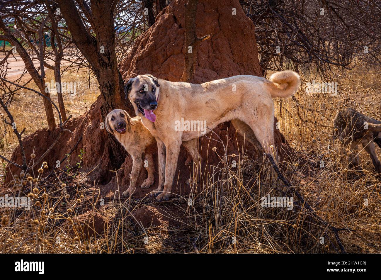 Namibie, région d'Otjozondjupa, Otjiwarongo, Cheetah conservation Fund (CCF), le programme de surveillance des chiens de bétail du CCF a été très efficace pour réduire les taux de prédation et donc aussi l'inclination des agriculteurs à piéger ou à tirer des cheetahs, chien de berger anatolien également connu sous le nom de Kangal garant un troupeau de chèvres alpines Banque D'Images