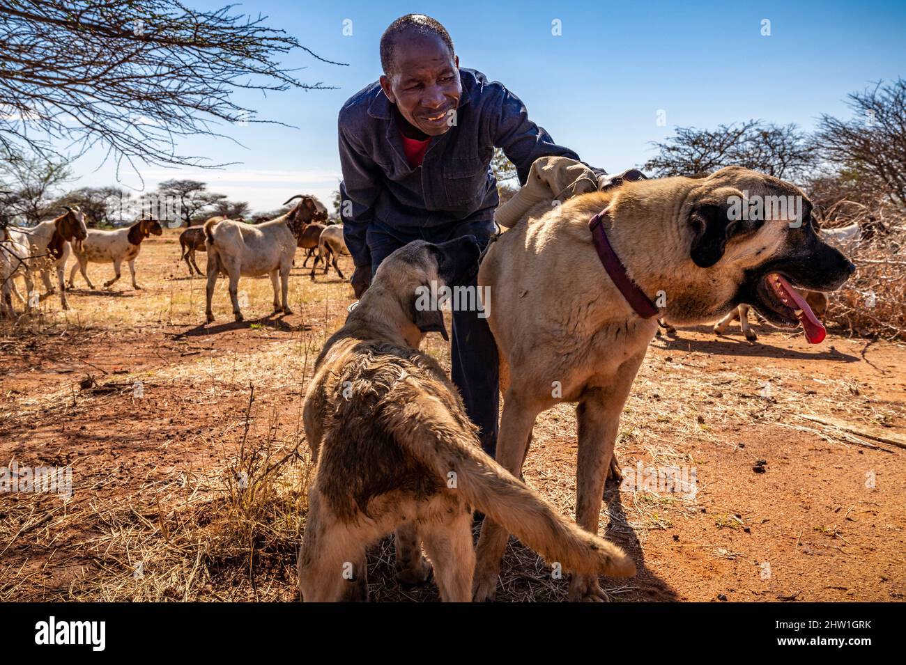 Namibie, région d'Otjozondjupa, Otjiwarongo, Cheetah conservation Fund (CCF), le programme de surveillance des chiens de bétail du CCF a été très efficace pour réduire les taux de prédation et donc aussi l'inclination des agriculteurs à piéger ou à tirer des cheetahs, chien de berger anatolien également connu sous le nom de Kangal garant un troupeau de chèvres alpines Banque D'Images