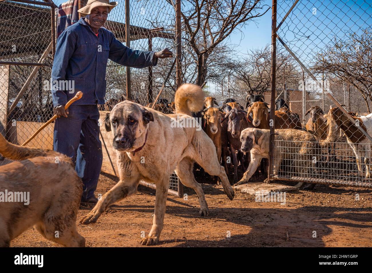 Namibie, région d'Otjozondjupa, Otjiwarongo, Cheetah conservation Fund (CCF), le programme de surveillance des chiens de bétail du CCF a été très efficace pour réduire les taux de prédation et donc aussi l'inclination des agriculteurs à piéger ou à tirer des cheetahs, chien de berger anatolien également connu sous le nom de Kangal garant un troupeau de chèvres alpines Banque D'Images