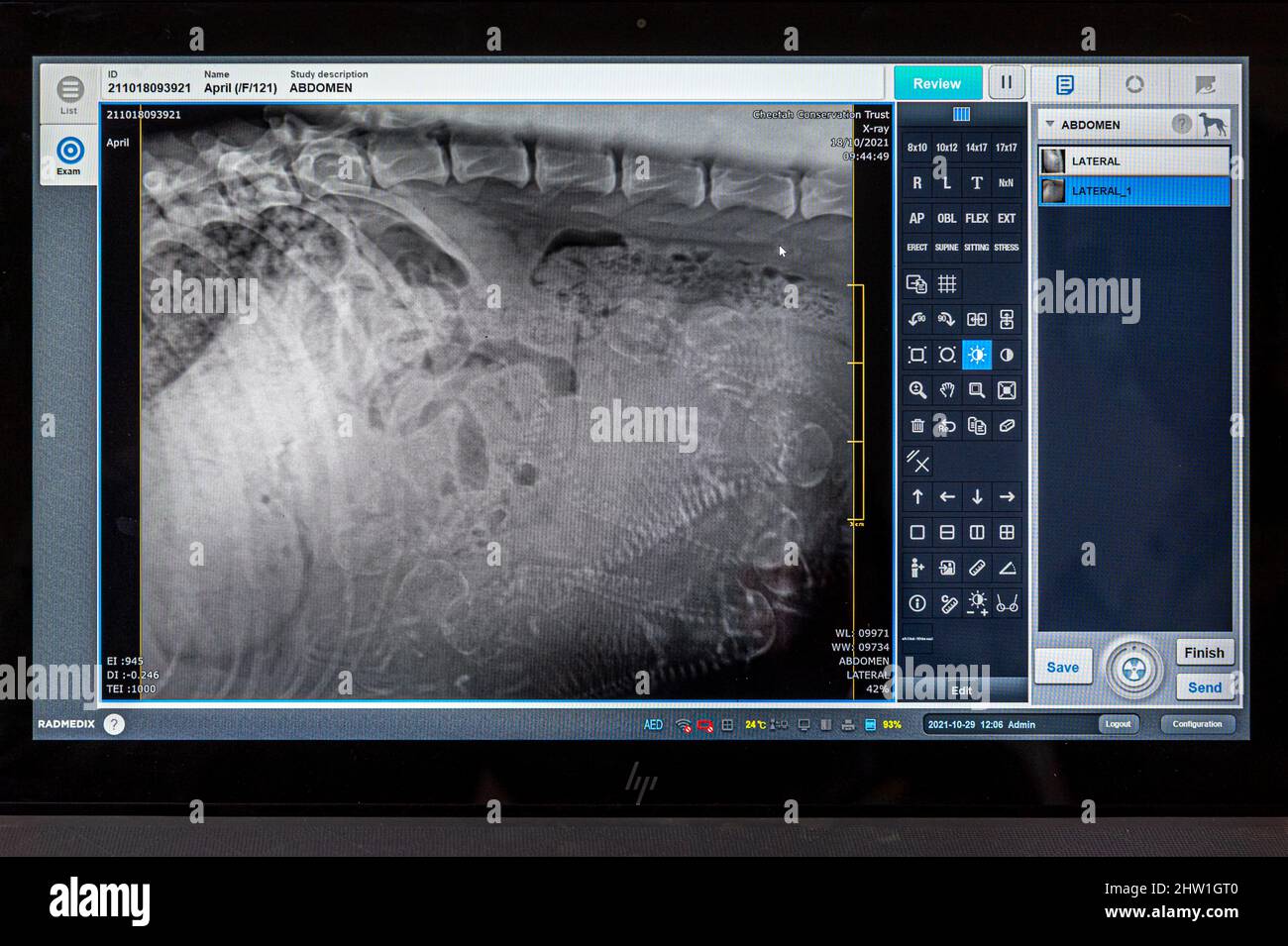 Namibie, région d'Otjozondjupa, Otjiwarongo, Cheetah conservation Fund (CCF), clinique vétérinaire, radiographie d'une portée de 9 chiots à venir, Berger anatolien femelle ou Kangal (Anadolu ?oban k?pe&#x11f;i) Banque D'Images
