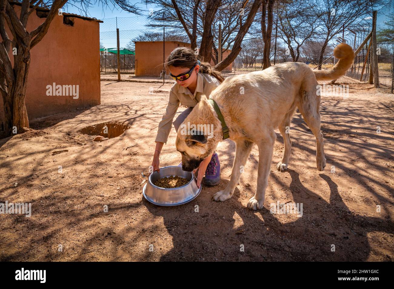 Namibie, région d'Otjozondjupa, Otjiwarongo, Cheetah conservation Fund (CCF), le programme de surveillance des chiens de bétail du CCF a été très efficace pour réduire les taux de prédation et donc aussi l'inclination des agriculteurs à piéger ou à tirer des cheetahs, chien de berger anatolien également connu sous le nom de Kangal garant un troupeau de chèvres alpines, ici nourri par un stagiaire Banque D'Images