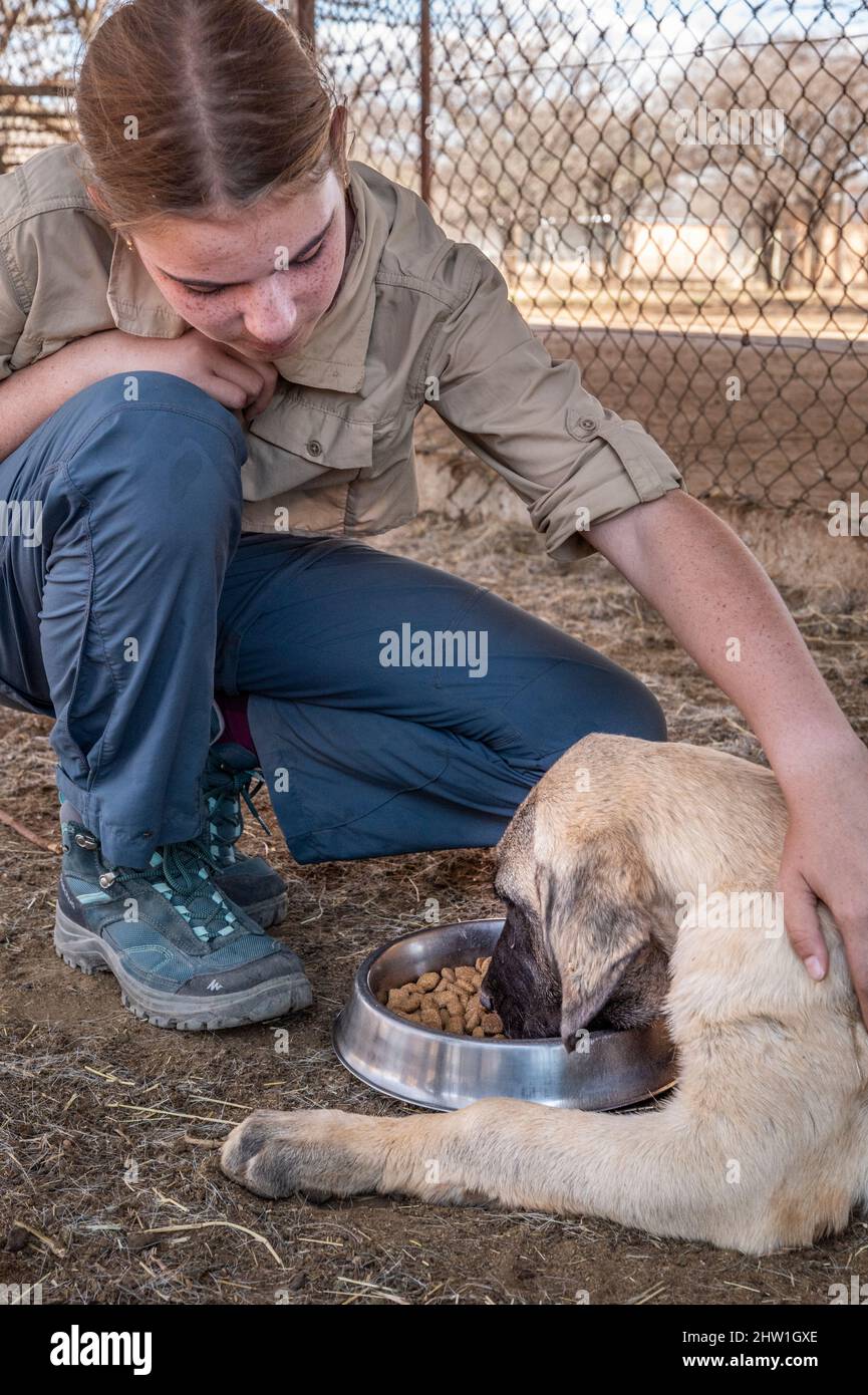 Namibie, région d'Otjozondjupa, Otjiwarongo, Cheetah conservation Fund (CCF), le programme de surveillance des chiens de bétail du CCF a été très efficace pour réduire les taux de prédation et donc aussi l'inclination des agriculteurs à piéger ou à tirer des cheetahs, chien de berger anatolien également connu sous le nom de Kangal garant un troupeau de chèvres alpines, ici nourri par un stagiaire Banque D'Images