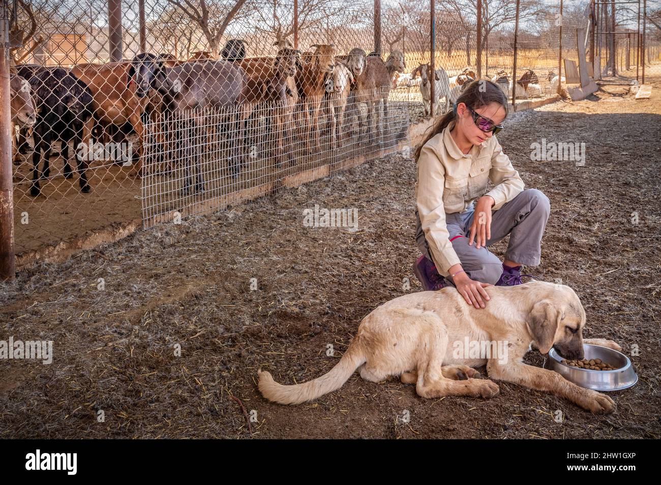 Namibie, région d'Otjozondjupa, Otjiwarongo, Cheetah conservation Fund (CCF), le programme de surveillance des chiens de bétail du CCF a été très efficace pour réduire les taux de prédation et donc aussi l'inclination des agriculteurs à piéger ou à tirer des cheetahs, chien de berger anatolien également connu sous le nom de Kangal garant un troupeau de chèvres alpines, ici nourri par un stagiaire Banque D'Images